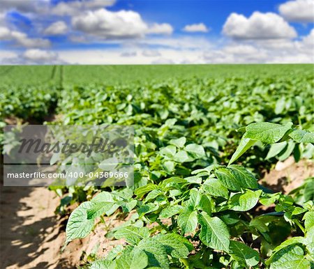 Potato field with clouds and sky and sunlight