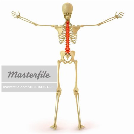 human skeleton with red spine. isolated on white.