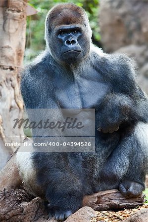 a big gorilla silver back male in the zoo