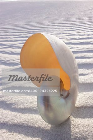 Pearl Nautilus on rippled sand dune