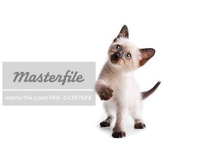 Funny playful siamese kitten on white background