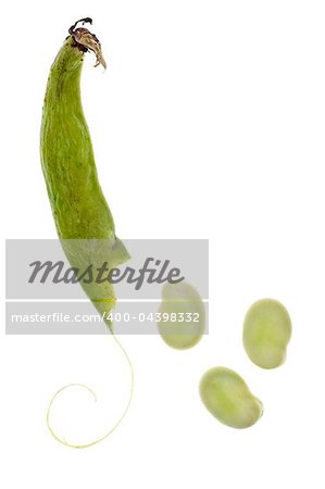 Faba Vica Fava Beans Isolated on White with a Clipping Path.