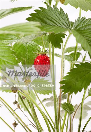 wild strawberry berries. photo on the white background