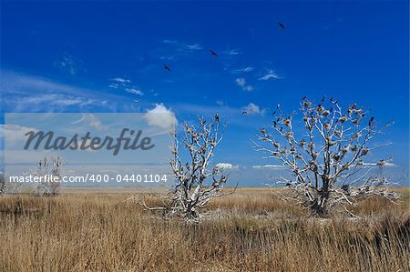 cormorant nests in trees in Danube Delta, Romania