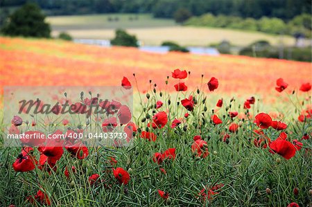 bright red poppies in a field on the chiltern hills overlooking aldbury village in hertfordshire england