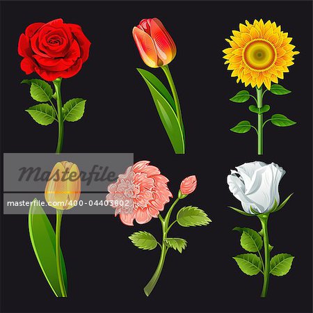 Collection of flowers of different colors. Vector.