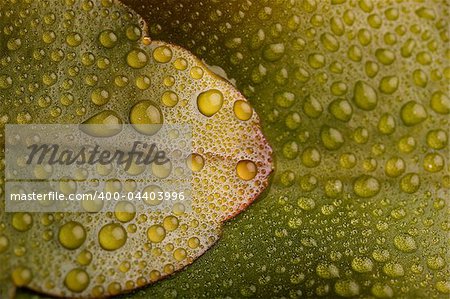 Fresh green leaves with multiple water droplets