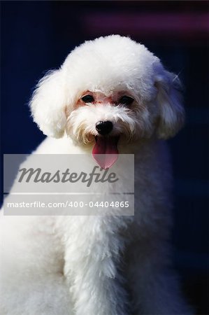 Portrait of a little toy poodle dog