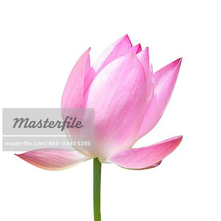 lotus flower isolated on white