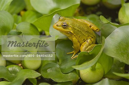 A green frog sitting on leaf surrounded by grren plants