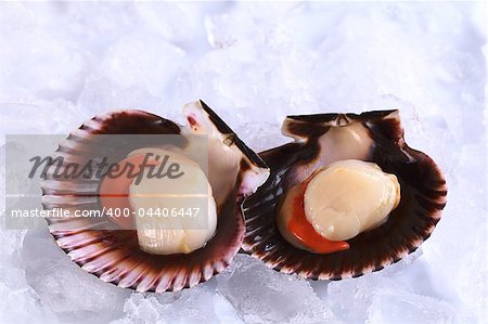 Raw queen scallops (lat. Aequipecten opercularis) on ice (Selective Focus, Focus the front of the scallop's meat)