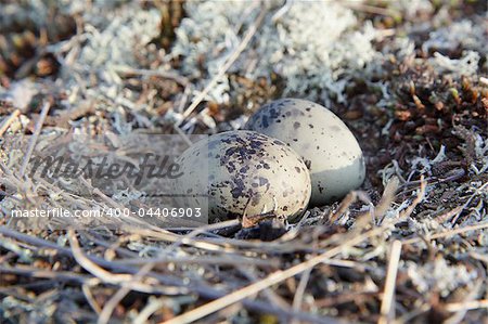 two eggs on the nature of seagulls