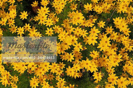 Tickseed - Coreopsis