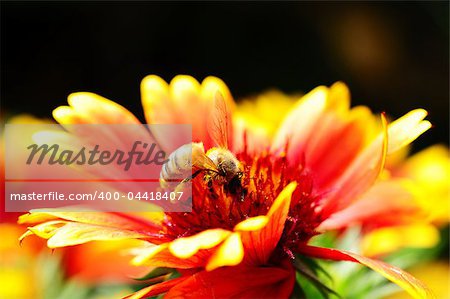 Closeup view of red and orange flower