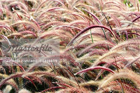 Red Bristle grass Herb