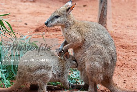 Australian iconic animal, brown kangaroo, outback