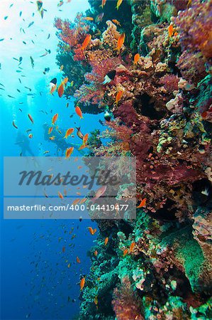 Beautiful coral reef wall teeming with coral and fish life with scuba divers in the background