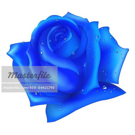 Blue Rose, Isolated On White Background, Vector Illustration