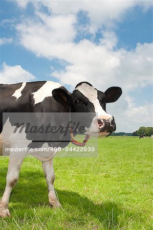 curious frisian cow in a dutch meadow