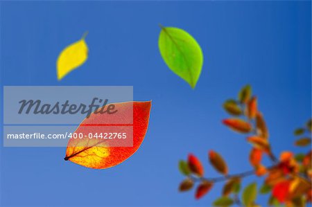 falling 3 colored autumn leaves against blue sky