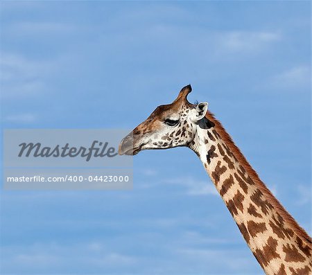 Masai Giraffe close-up