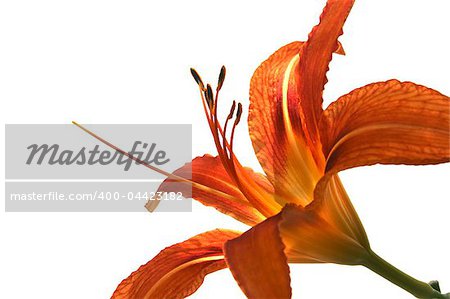 orange  lily on white