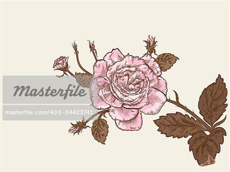 Beautiful rose vintage styled flower.