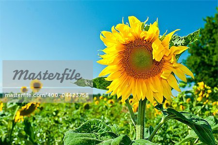 big sunflower on sunny day