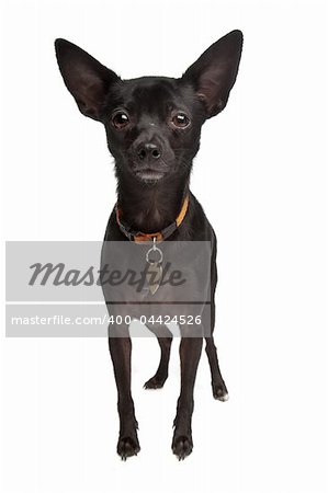 cross breed of a Miniature Pinscher and a chihuahua dog