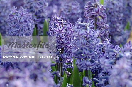 violet blossom in close up view