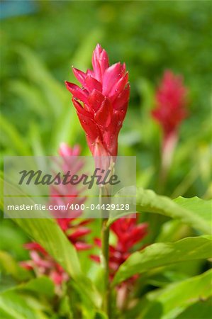 Alpinia nigra (Gaertn.) B.L., Burtt  One kind of herb,photo taken in Thailand.