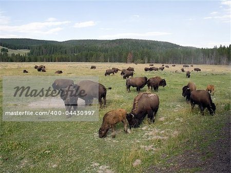 Bison in Yellowstone National Park, Wyoming