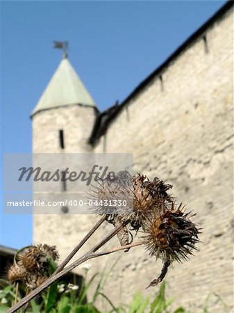 Dry bur on  background of the old wall 2