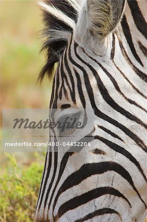 Close up of the forehead of a Zebra