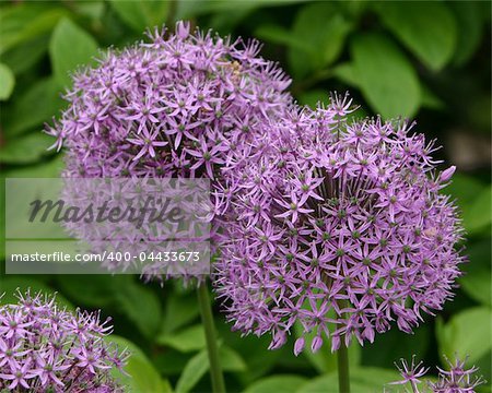 allium blooming in the spring