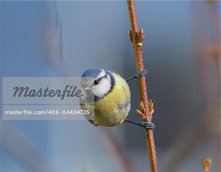 Blue tit staring left while sitting sideways on the branch