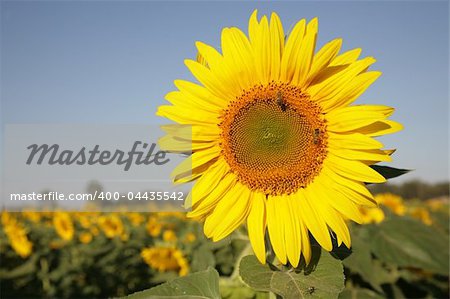 Sunflower in a field filled with Sunflowers