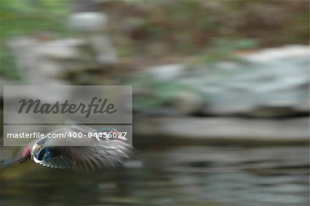 A wood duck flying in fast to make a water landing.