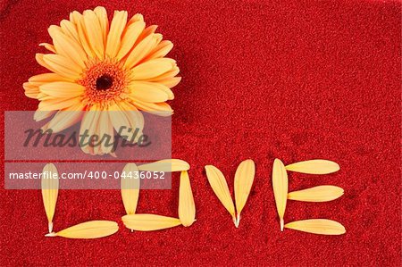 Daisy and the word love on red sand
