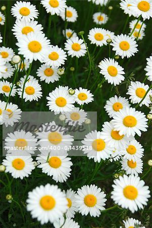 Wild daisies growing in a green meadow