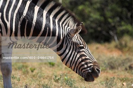 Zebra in the African bush