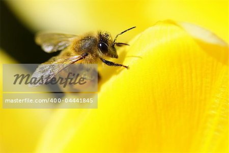 Closeup of a honey bee resting on a flower.