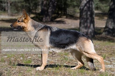 Germany shepherd staying in the forest