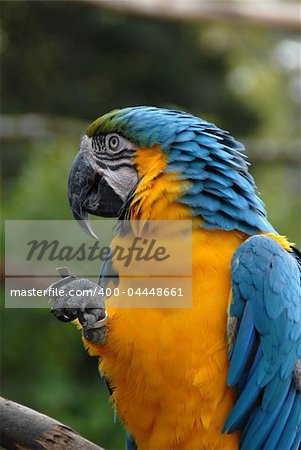 A colorful blue and yellow macaw parrot sitting on a branch