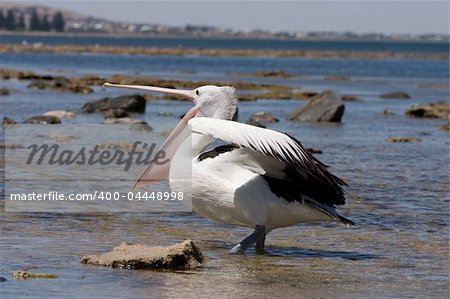 Australian Pelican in the ocean, South Australia