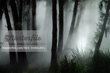 white thick mist in dark forest, photo taken in canberra, australia