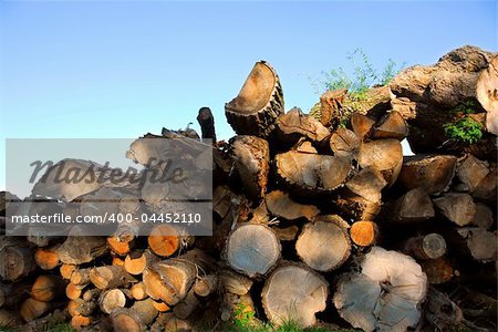 Background of stacked logs lit by evening sun