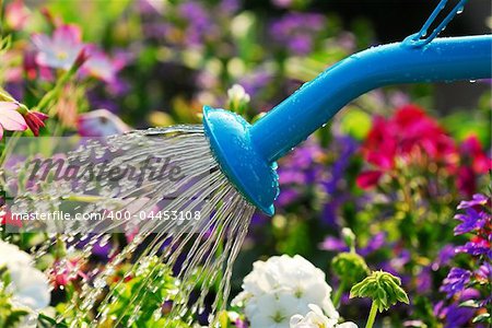 Water pouring from blue watering can onto blooming flower bed