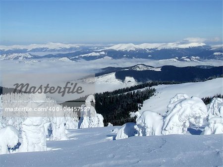 Downhill skiing tracks among fir trees in winter mountains