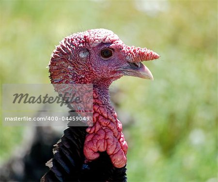 Portrait of a wild turkey